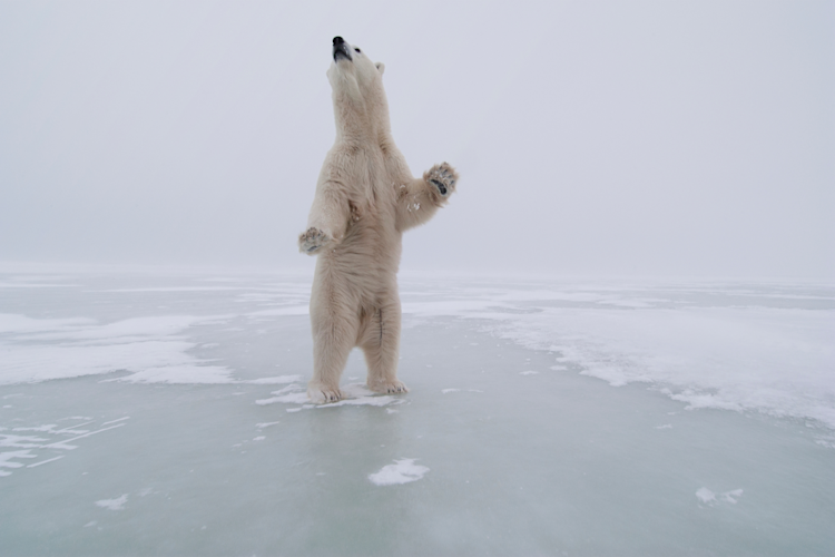 Polar bear standing on hind legs