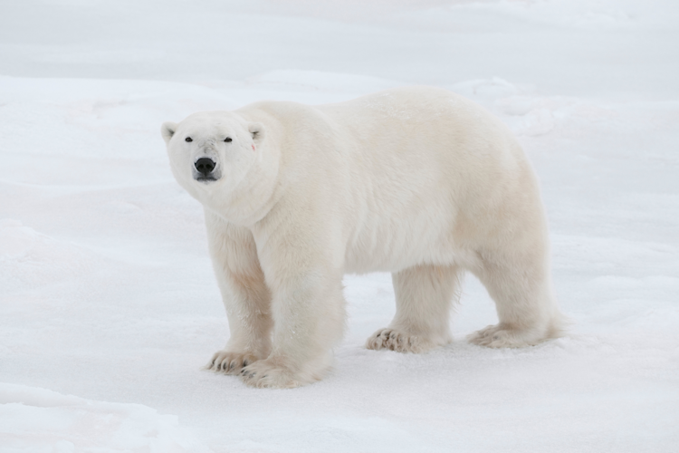 Big polar bear