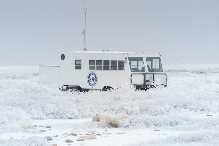 Buggy One viewing a polar bear on the tundra