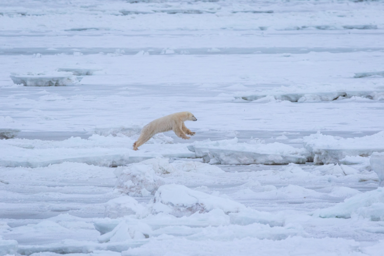 A polar bear jumps between melting ice floes