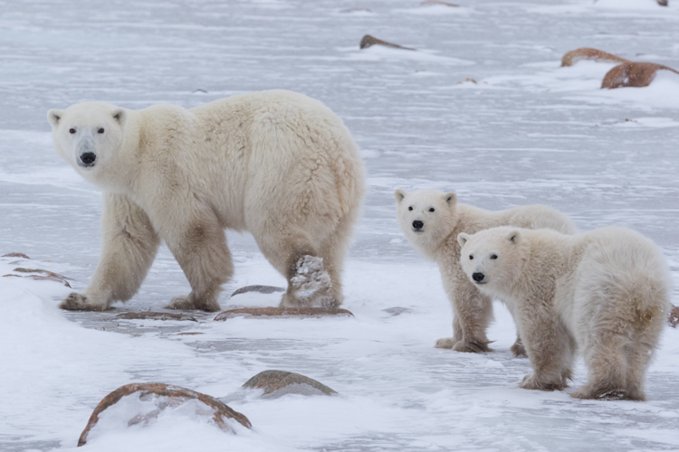 A mother polar bear with two cubs