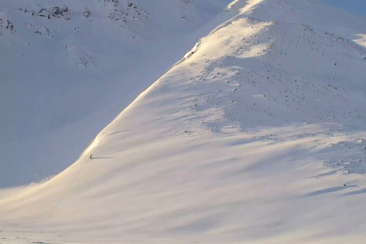 A polar bear on a snowy mountain