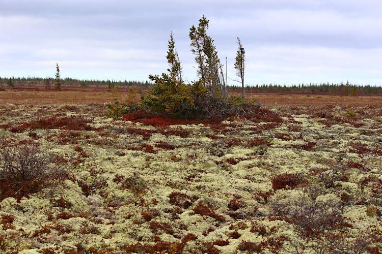 Tundra near Churchill, Manitoba