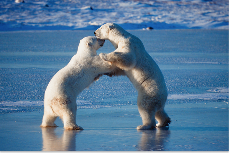 Two polar bears playing on their hind legs