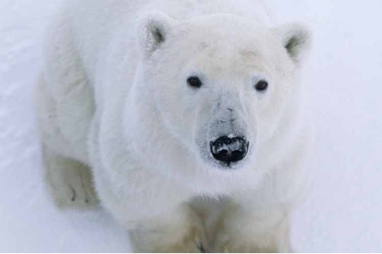 Polar bear looking at the camera