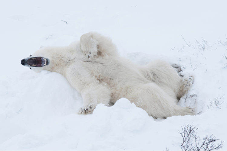 A polar bear playing in the snow with its mouth open