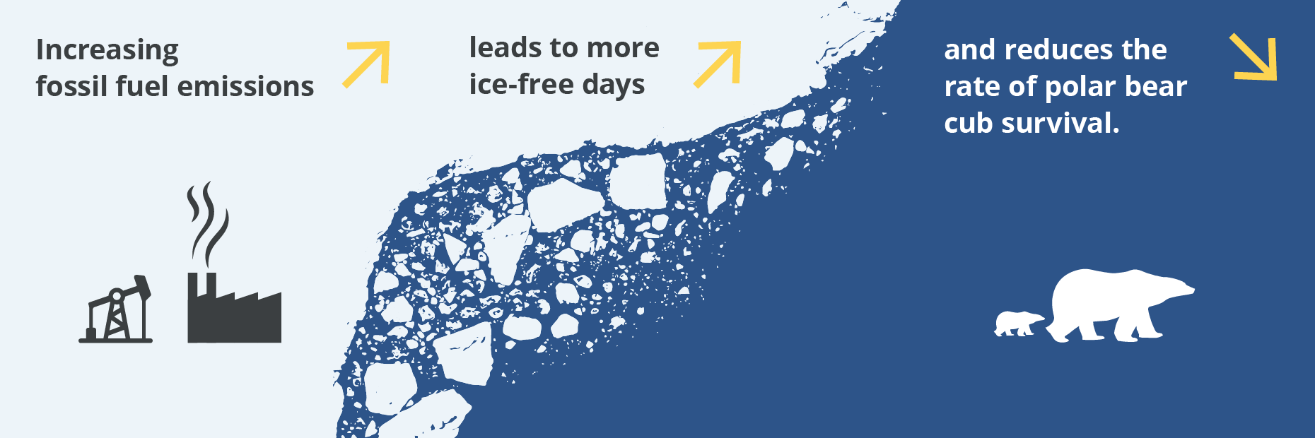 An infographic about how increased fossil fuel emissions reduces the rate of polar bear cub survival.