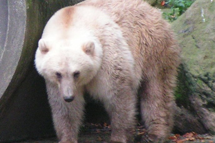 A grizzly-polar bear hybrid at Osnabrück Zoo.