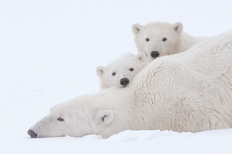 Mother bear and her cubs image