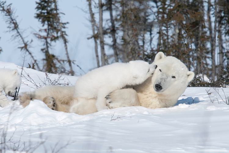 Mother bear and her cub laying down image