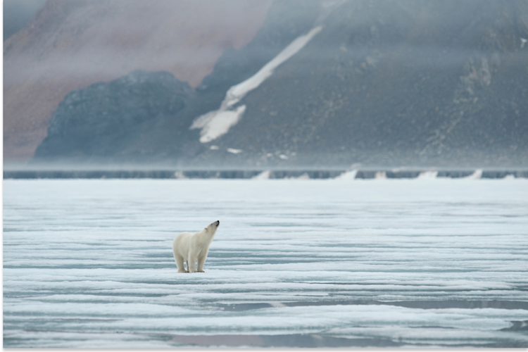 Distant view of a polar bear standing on the sea ice, looking up at the sky