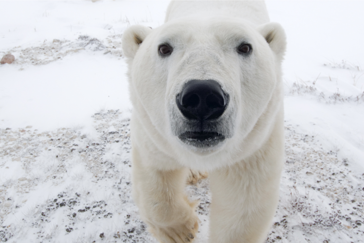 A close-up view of a polar bear, staring directly at camera