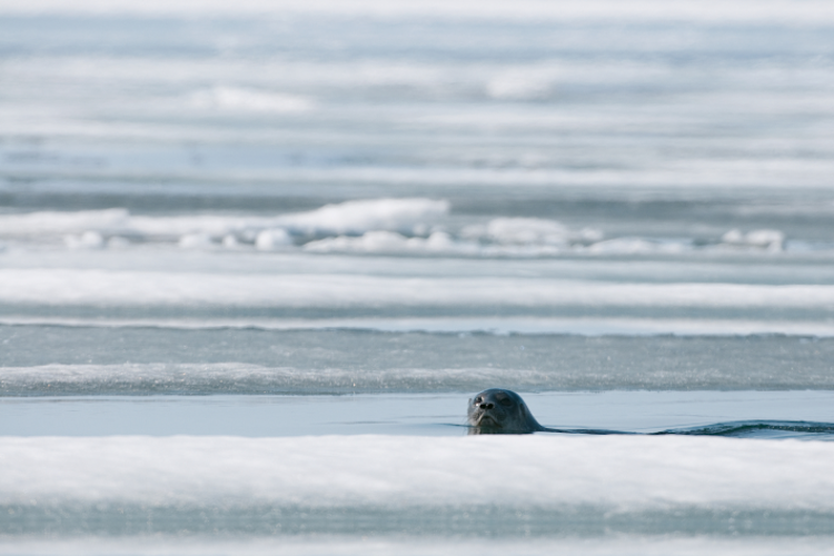 Seal popping its head out of the ice image