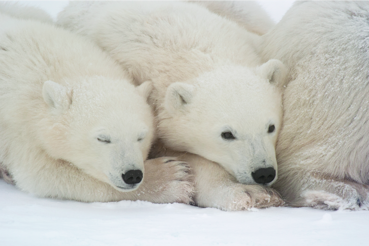 Two polar bear cubs nestled into their mother image