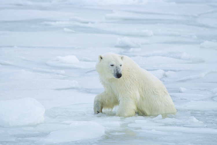 Polar bear coming out of the ice image