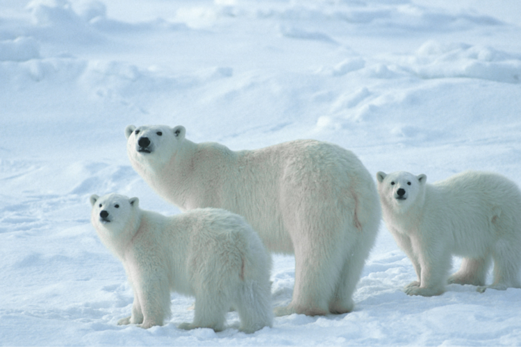 Mother bear and her two cubs looking at the camera