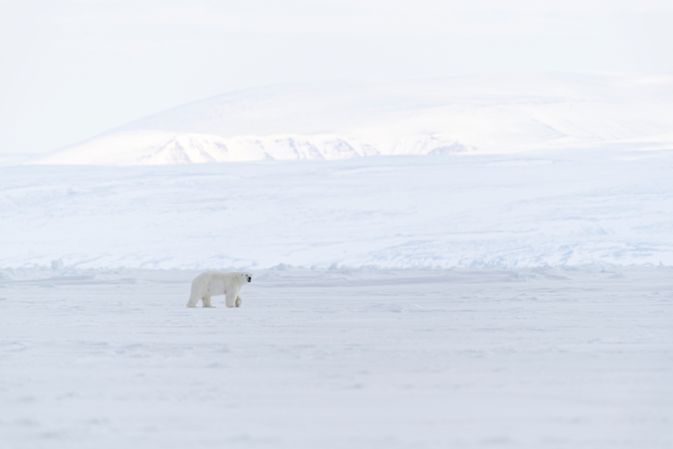A polar bear walks along the sea ice