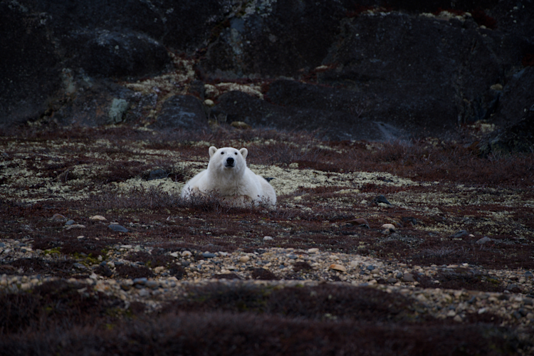 A polar bear waiting on land without snow