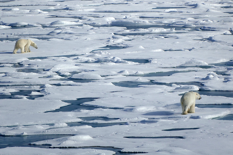 Two bears on sea ice