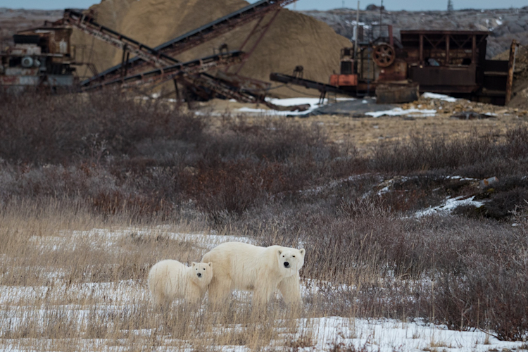 A polar bear mom and cub wander near the quarry on the outskirts of the Town of Churchill