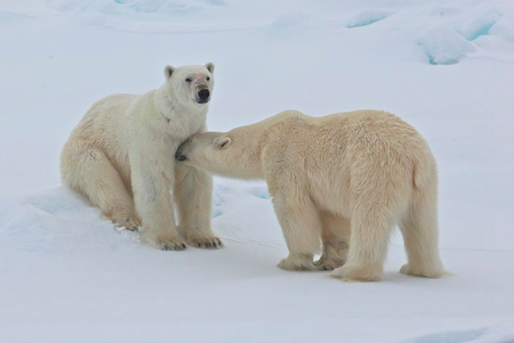 Male polar bear nuzzling female