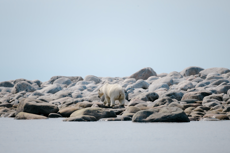 A polar bear walking on the rocky coastline in Southern Hudson Bay