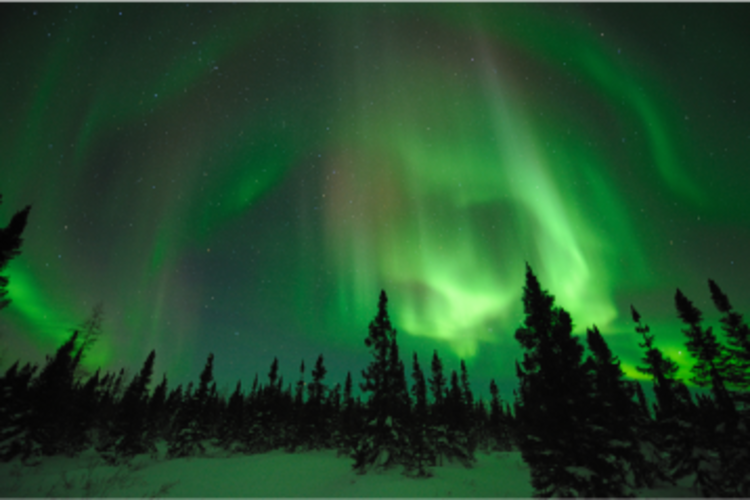 Snowy forest with Northern Lights in the sky