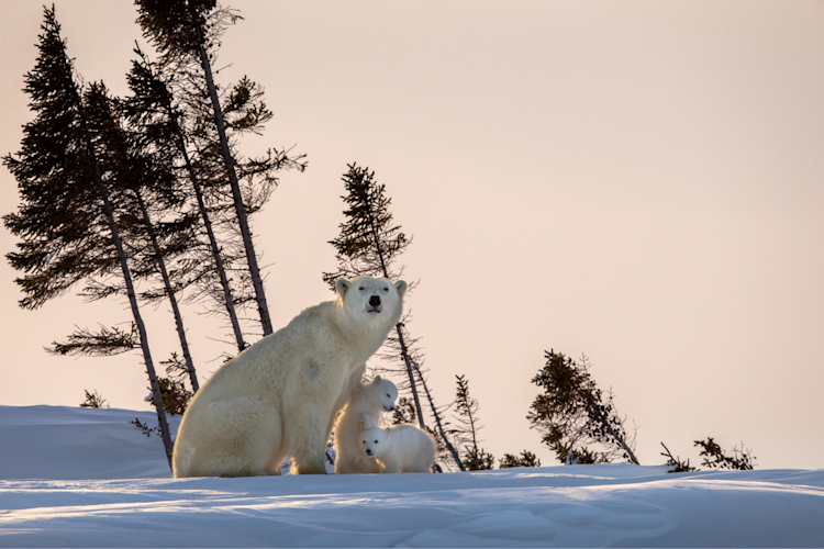 Mama bear with her two cubs sitting on snow with a pink sky background