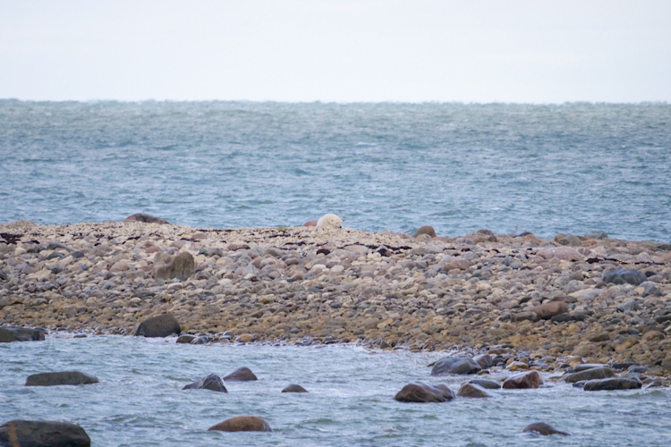 Polar Bear on the shoreline near open water 