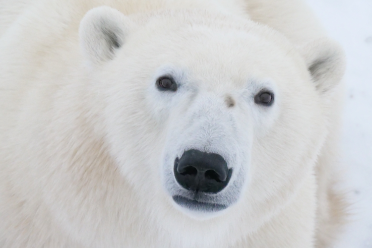 A close up of a polar bear's face