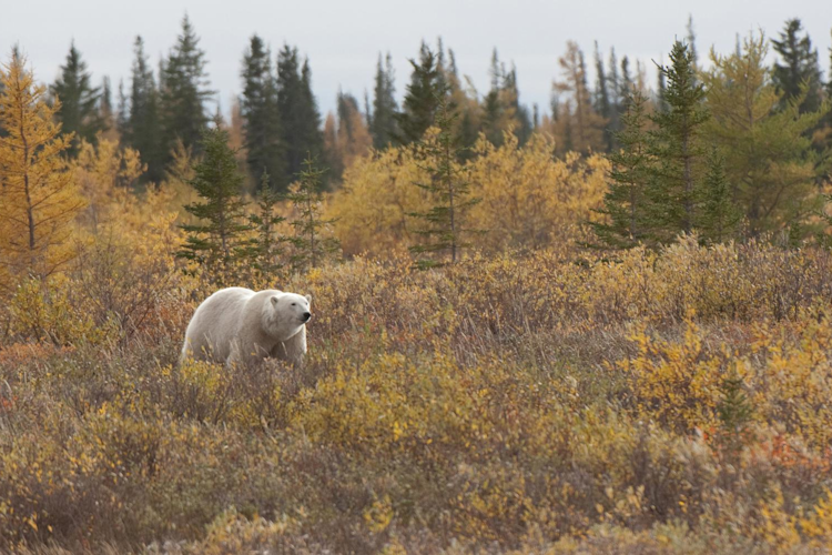 Polar bear in a field of fall trees