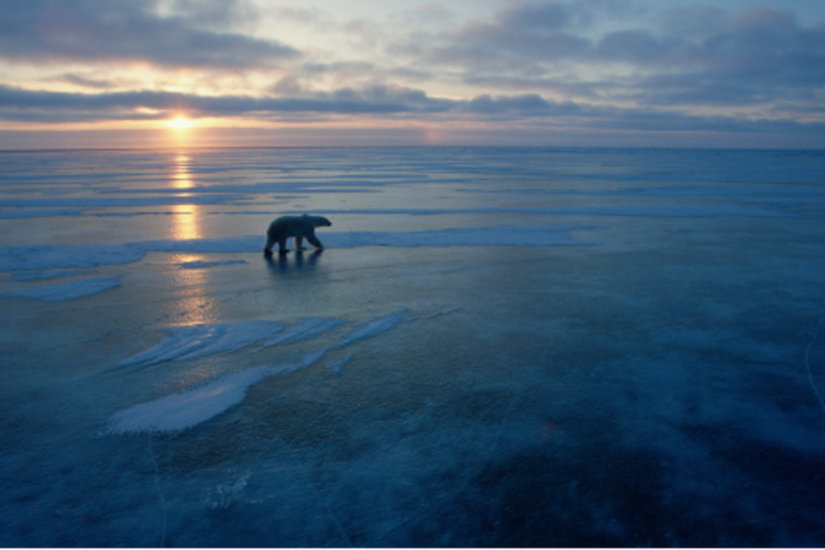 A polar bear traveling across the ice during sunset