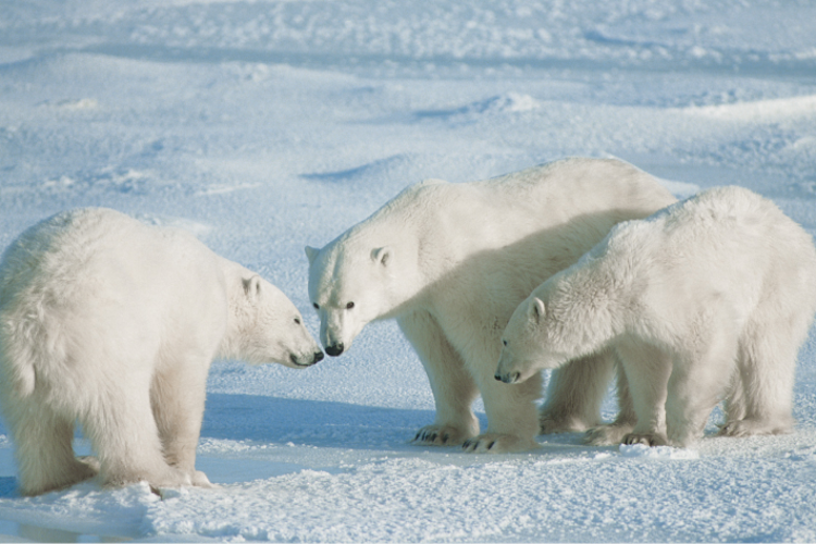 Three polar bears interacting closely with one another