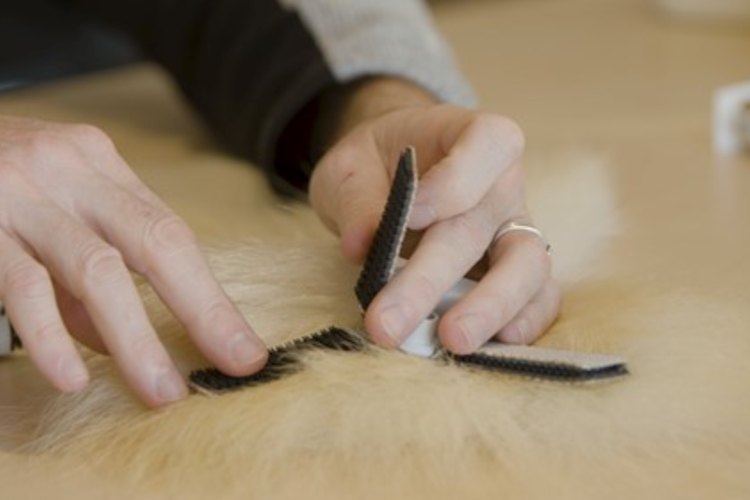 Attaching new tracking device prototype to fur