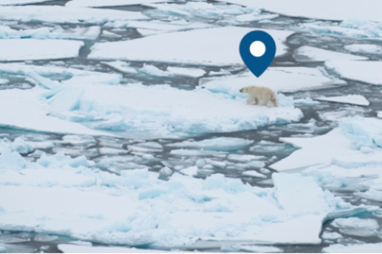 Geographical pin above a polar bear traveling on ice