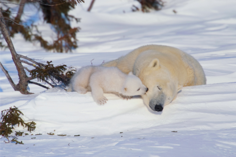 Mother bear and her cub laying in the snow image