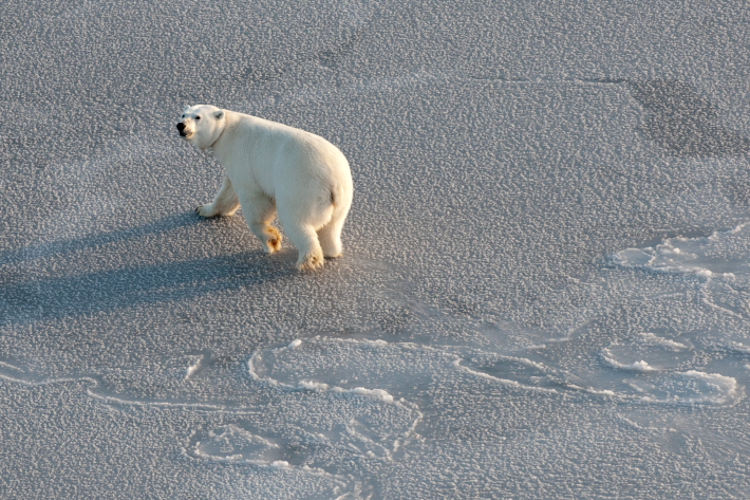 Polar Bear looking over shoulder