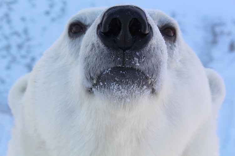 Polar bear face