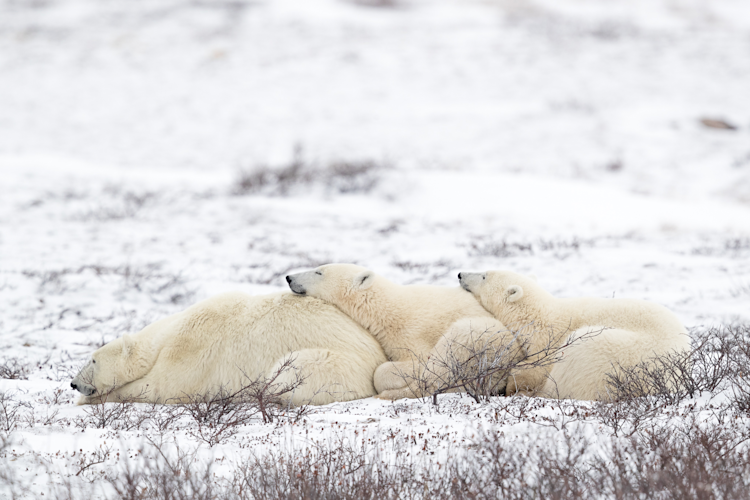 Polar bear mom twin cubs snuggle