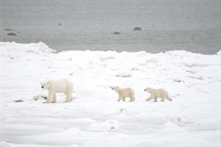 Polar bear mom and her twin cubs waiting for the sea ice to freeze