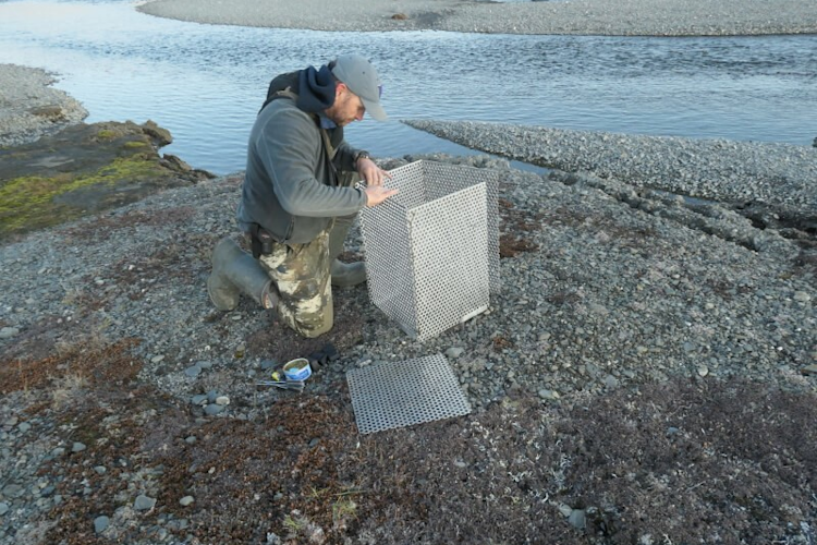 Dr. Eric Regehr sets up a hair trap