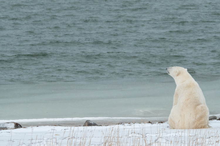 A polar bear sits on the shoreline waiting for the sea ice to return
