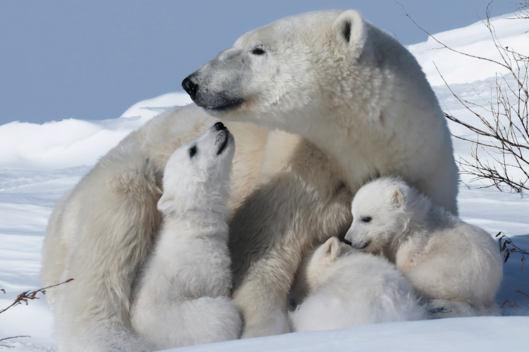 Polar bear mom and three cubs snuggling