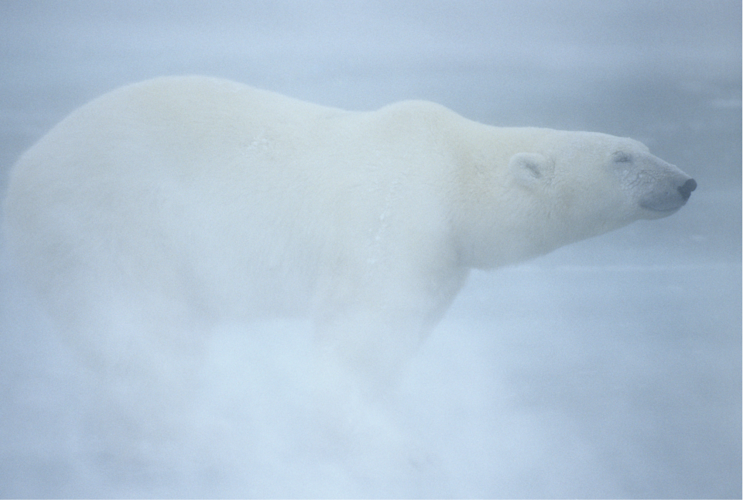 Polar bear standing in misty, foggy weather
