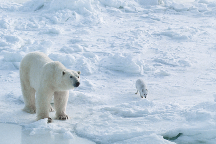 A polar bear and small white fox on snow