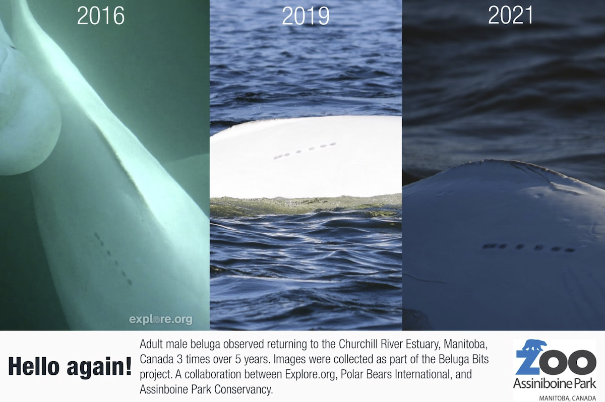 Images of an adult male beluga whale that returned to the Churchill River Estuary in 2016, 2019 and 2021.
