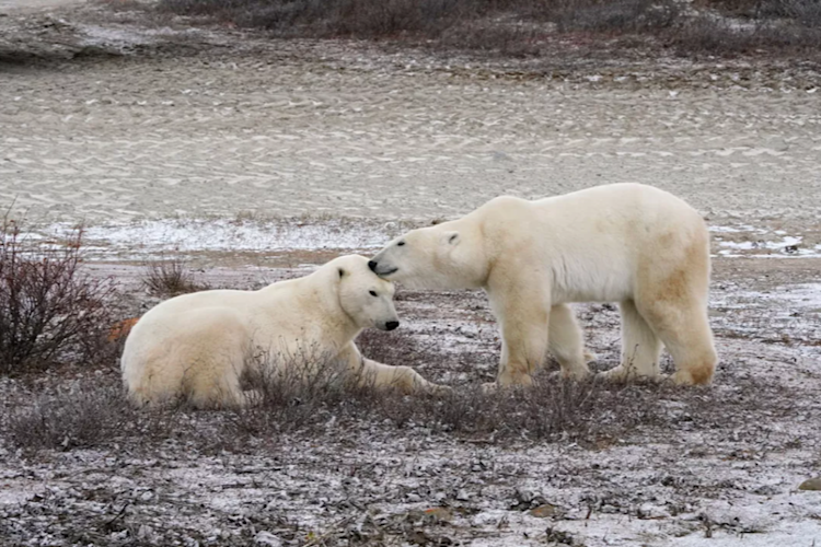 Polar bears on the tundra in Churchill, Manitoba