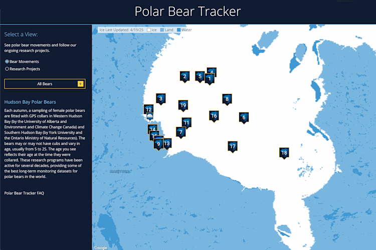 A map showing the locations of the bears on the PBI Bear Tracker