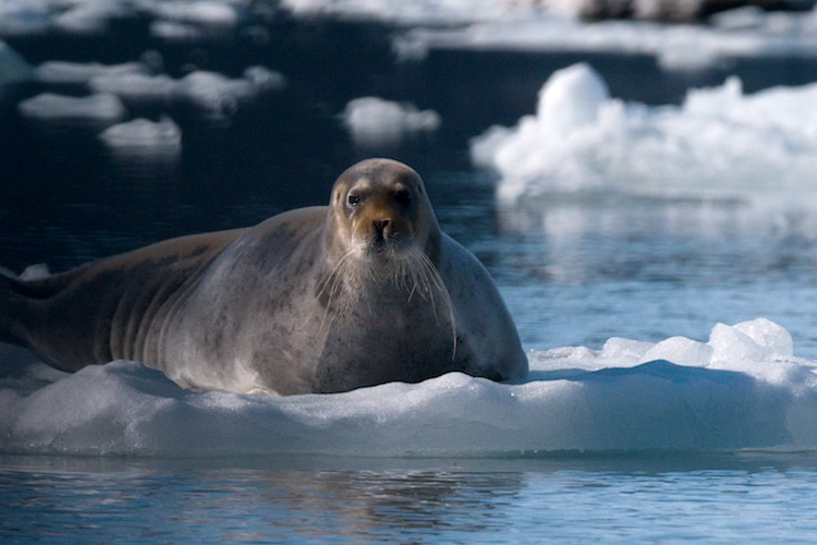 A seal resting on an ice floe.