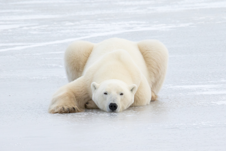 Polar bear on ice